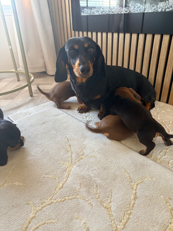 Mini Dachshund puppies