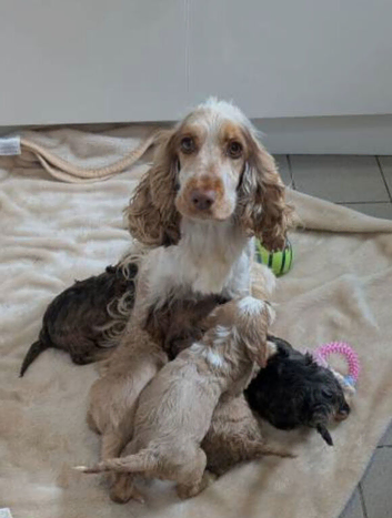Cockapoo puppies