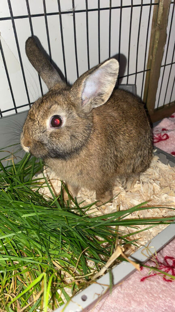 Dwarf for bunny 5 months