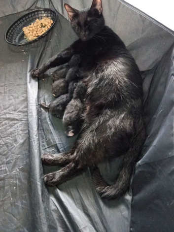 5 kittens mixed litter