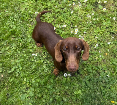Miniature Dachshund girl