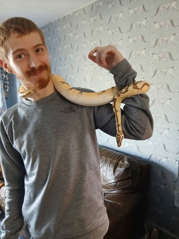 Ball python