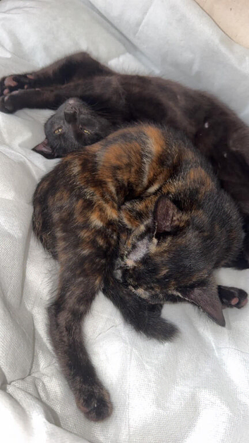 Kittens for sale