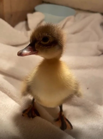 Fresh Fertile Hatching Eggs - Many Breeds Available
