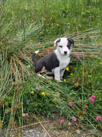 Working collie pups