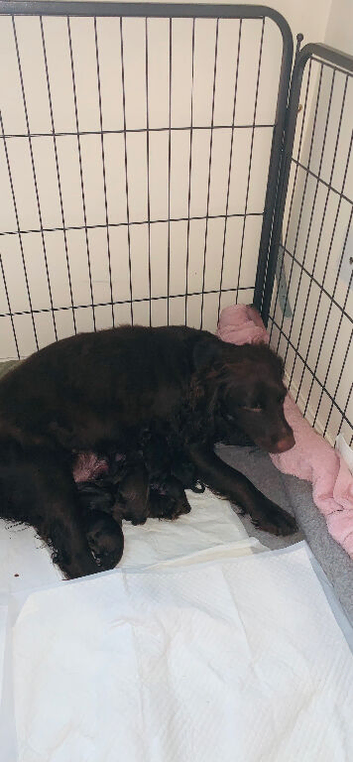 Chocolate cocker spaniels READY in 8 WEEKS!