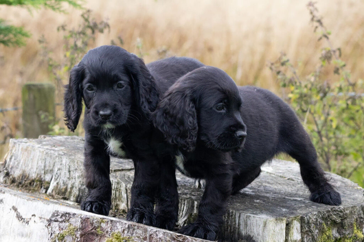 Black Cocker spaniel puppies kc reg parents.