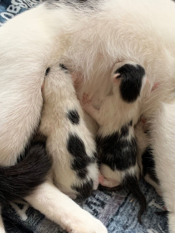 Beautiful white and black kittens