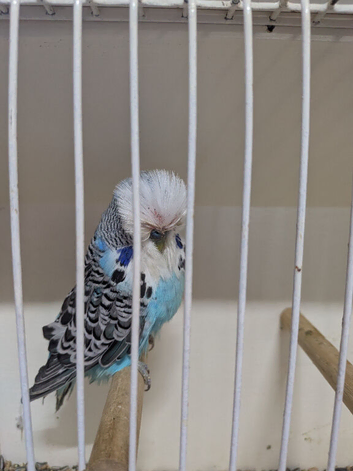 7 stunning exhibition budgies