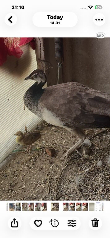 Indian blue peahen and baby