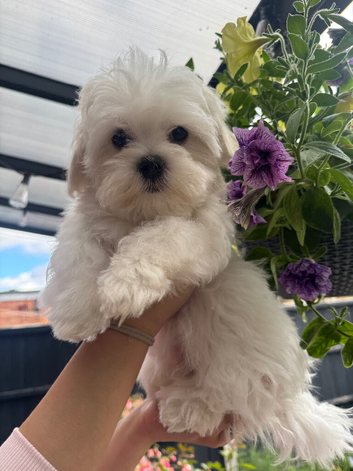 Maltese boys 17/03/2026 born