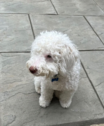 Loving Home Needed Miniature Labradoodle