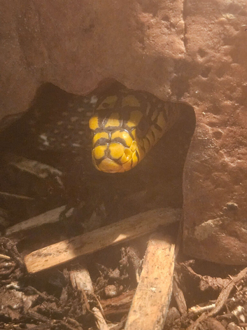 Stinking godess aka king ratsnake available