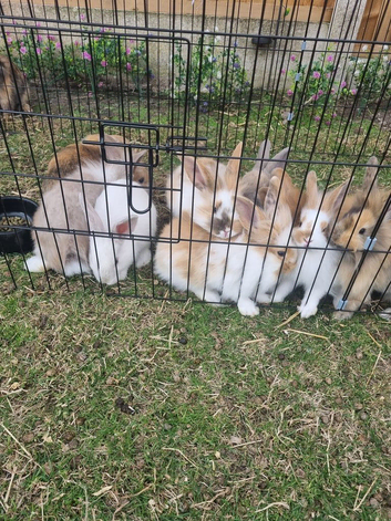 Beautiful angora x lop baby rabbits