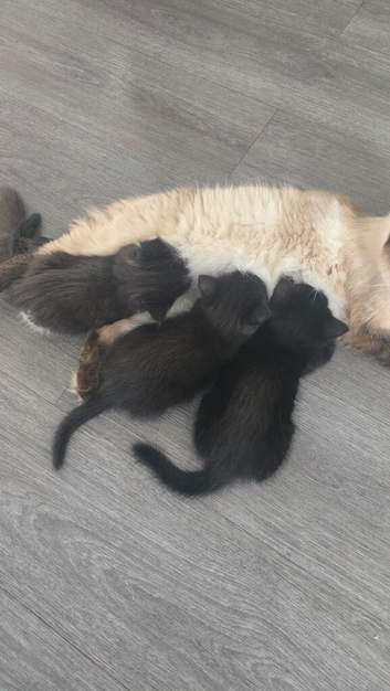 Stunning Ragdoll Cross Kittens