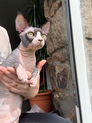 Sphynx proven stud only not sale