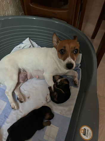 Jack Russel & pinscher