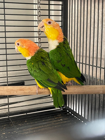 Pair of yellow Thai caiques
