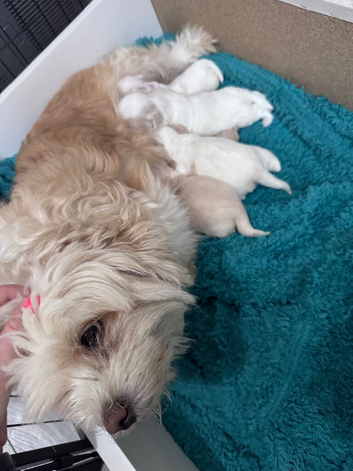 Bichon fries puppies