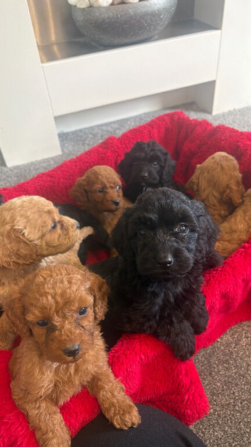 Beautiful Cockapoo Puppies