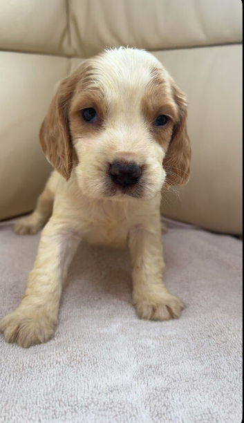Cocker spaniel puppies