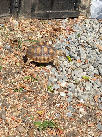 2 year old Sulcata