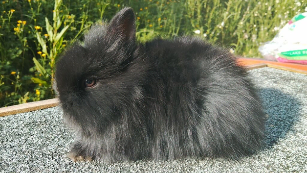 Double mane lionhead baby