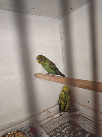 Black mutation budgies RESERVED