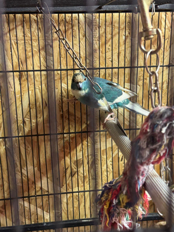 Young Kakarikis