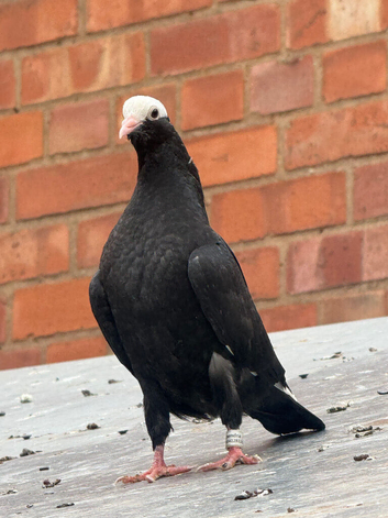3 Mookee Pigeon