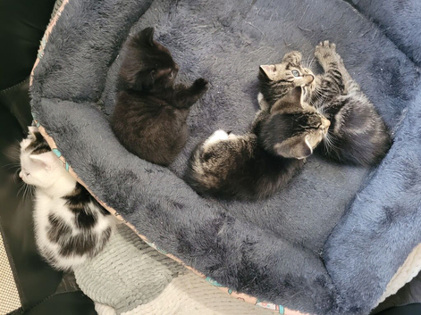 Mother cat and 4 kittens