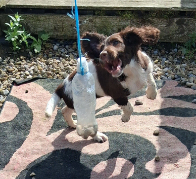 Gorgeous English Springer Spaniel Puppies