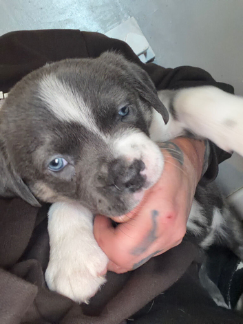 Cane corso x staffy mastiff