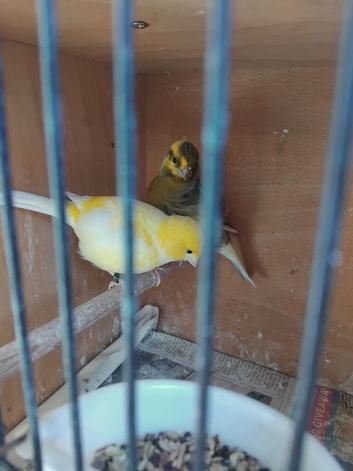 2 male canaries