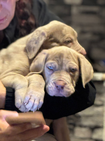 Lilac pups