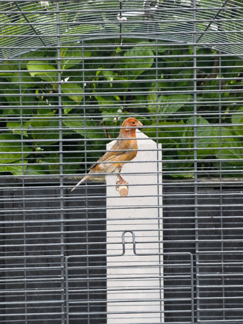 Sold - New Colour 2024 Proven Cock Canary (with cage if required)
