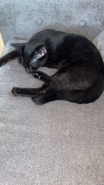 Male black kitten