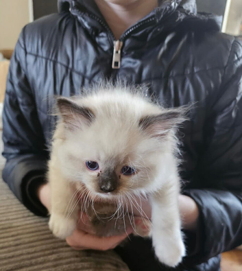 9 week old female ragdoll kitten