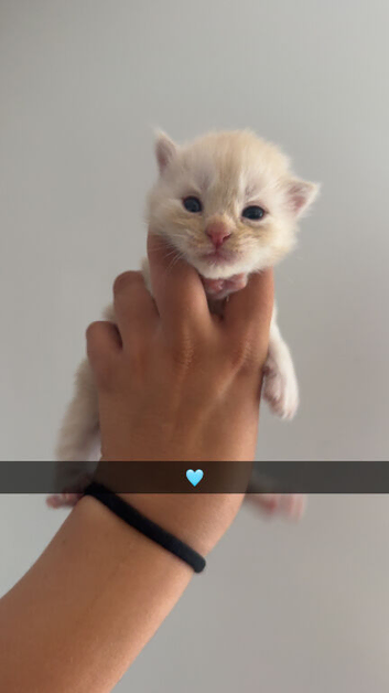 Maine coon kittens