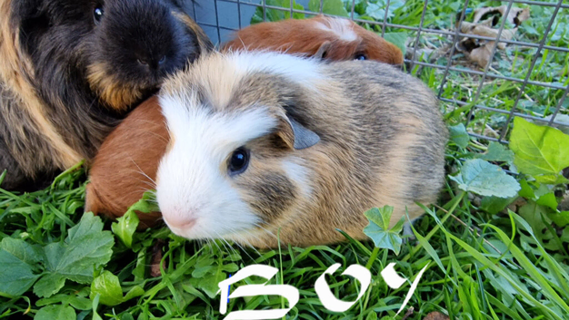2 female Guinea pigs and a boy.