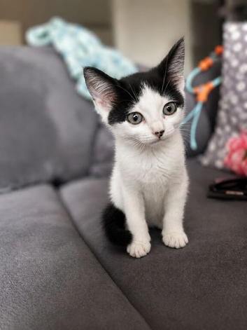 Female Black and White Kitten