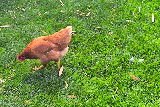 Mix of hens