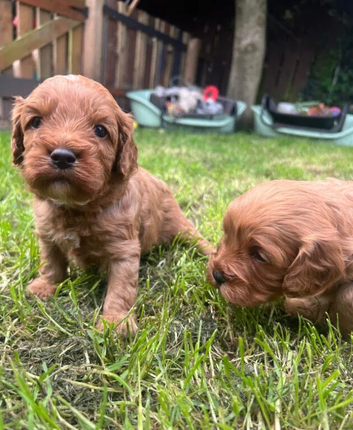 Amazing FB1 Cavapoos Puppies