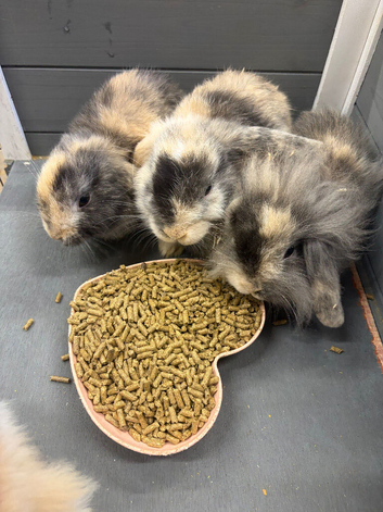 Mini lops