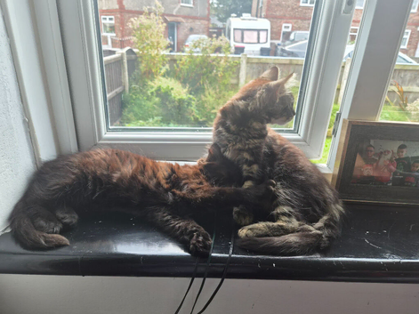Brother and sister kittens