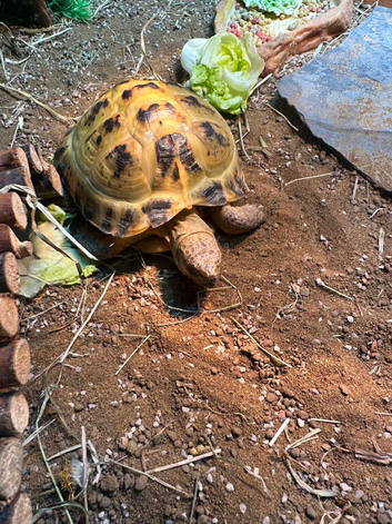 Horfield Russian tortoise