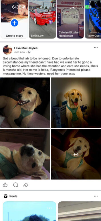 Labrador for sale