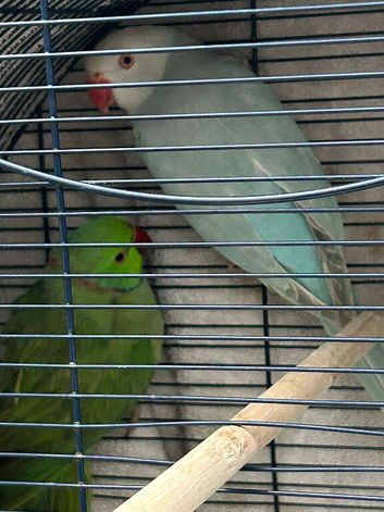 Pair of ring necks