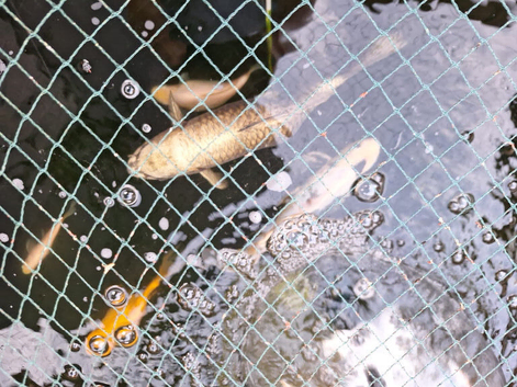 Large kio carp free to good home