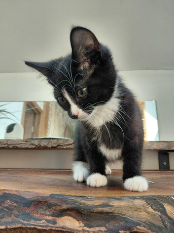 3 cute girls kitten tuxedo 10 weeks London